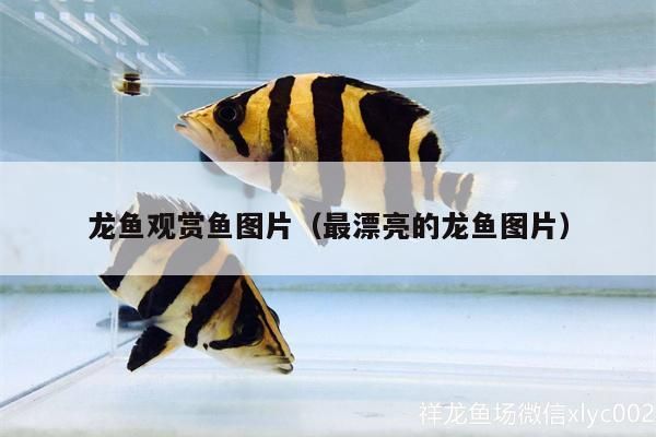 龍魚觀賞魚圖片（最漂亮的龍魚圖片）（龍魚觀賞魚圖片） 龍魚觀賞魚圖片（最漂亮的龍魚圖片）（龍魚觀賞魚圖片） 觀賞魚百科