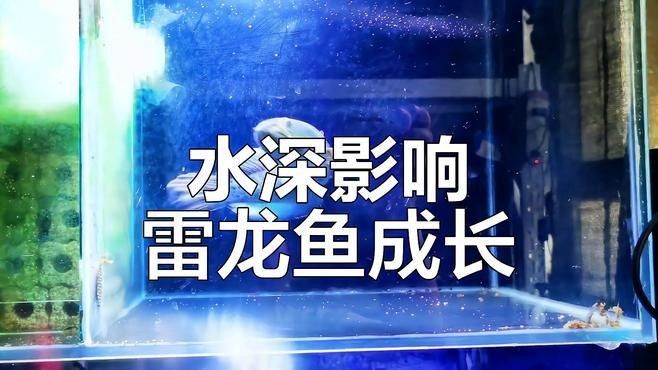 龍魚和招財(cái)貓混養(yǎng)需要多大的魚缸（魚和招財(cái)貓混養(yǎng)的魚缸大小取決于多種因素） 龍魚和招財(cái)貓混養(yǎng)需要多大的魚缸（魚和招財(cái)貓混養(yǎng)的魚缸大小取決于多種因素） 龍魚百科 第1張