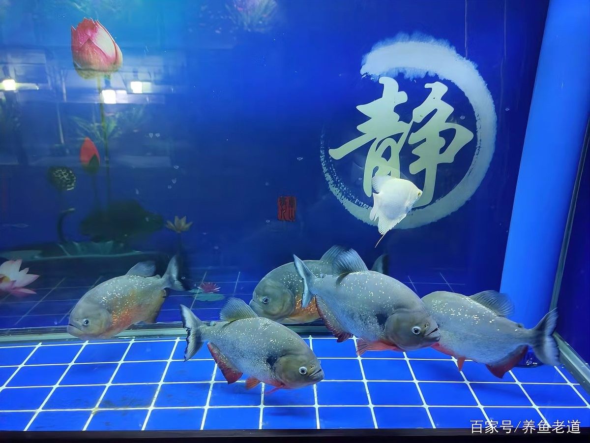 龍魚和招財(cái)貓混養(yǎng)需要多大的魚缸（魚和招財(cái)貓混養(yǎng)的魚缸大小取決于多種因素） 龍魚和招財(cái)貓混養(yǎng)需要多大的魚缸（魚和招財(cái)貓混養(yǎng)的魚缸大小取決于多種因素） 龍魚百科 第5張