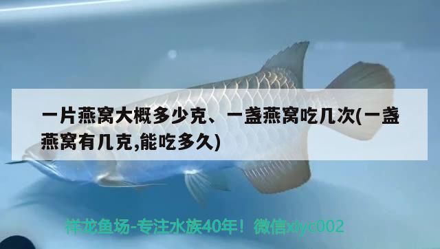 一片燕窩大概多少克、一盞燕窩吃幾次(一盞燕窩有幾克,能吃多久)（一片燕窩大概多少克、一盞燕窩吃幾次） 一片燕窩大概多少克、一盞燕窩吃幾次(一盞燕窩有幾克,能吃多久)（一片燕窩大概多少克、一盞燕窩吃幾次） 觀賞魚百科