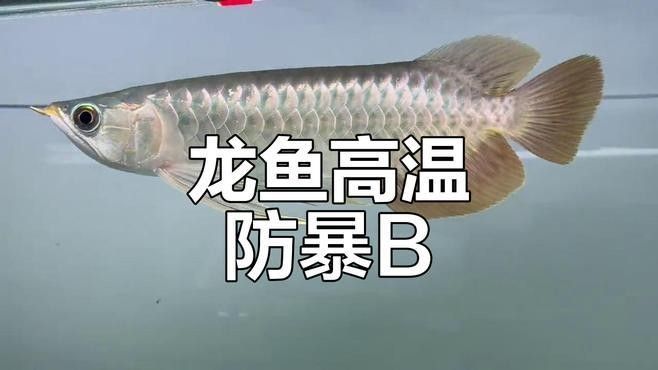 龍魚在高溫下會怎樣（高溫下龍魚會有哪些表現） 龍魚在高溫下會怎樣（高溫下龍魚會有哪些表現） 龍魚百科 第3張
