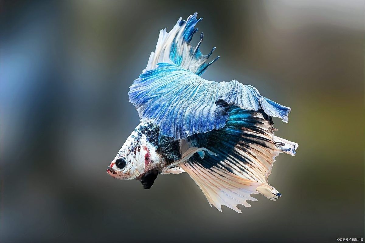 龍魚沉底游是冬眠嗎（龍魚為何“臥床不起”揭秘趴缸真相與解救秘籍） 龍魚沉底游是冬眠嗎（龍魚為何“臥床不起”揭秘趴缸真相與解救秘籍） 龍魚百科 第4張