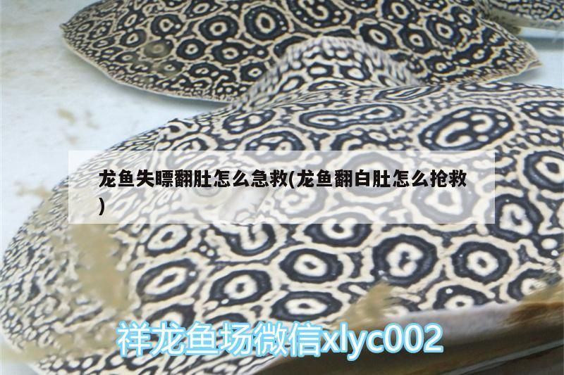 龍魚失瞟翻肚怎么急救(龍魚翻白肚怎么搶救)（龍魚失瞟翻肚怎么急救）