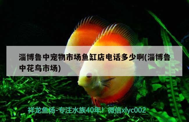<strong><mark>淄博</mark></strong>魯中寵物市場魚缸店電話多少啊(<strong><mark>淄博</mark></strong>魯中花鳥市場)（<strong><mark>淄博</mark></strong>魯中寵物市場、<strong><mark>淄博</mark></strong>魯中花鳥市場魚缸店電話多少啊）