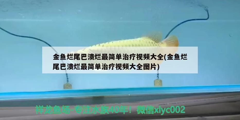 金魚爛尾巴潰爛最簡單治療視頻大全(金魚爛尾巴潰爛最簡單治療視頻大全圖片)（金魚爛尾巴潰爛最簡單治療） 金魚爛尾巴潰爛最簡單治療視頻大全(金魚爛尾巴潰爛最簡單治療視頻大全圖片)（金魚爛尾巴潰爛最簡單治療） 觀賞魚百科