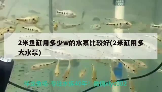 2米魚缸用多少w的水泵比較好(2米缸用多大水泵)（2米長的魚缸用多少瓦的水泵是多少瓦的水泵是多少）