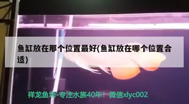 魚缸放在那個位置最好(魚缸放在哪個位置合適)（魚缸放在什么位置最好）