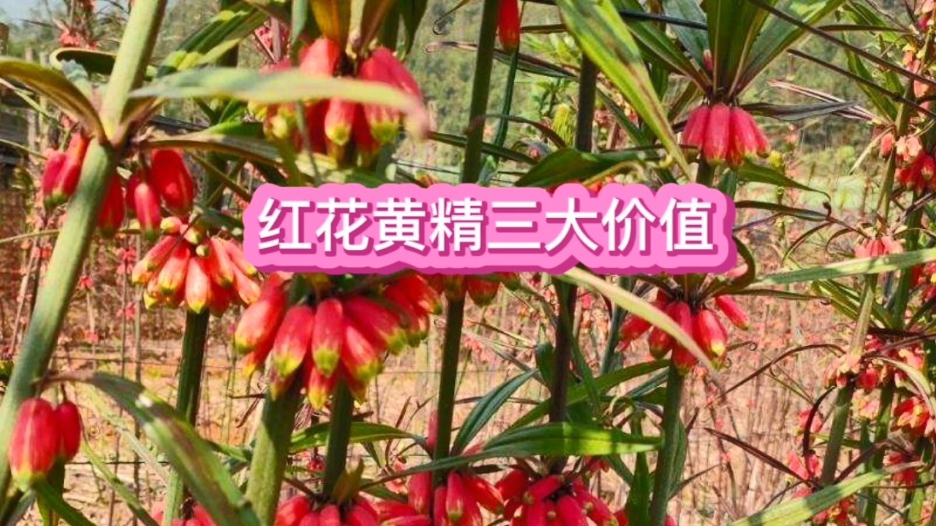 黃精和益智仁有哪些副作用？（中藥黃精和益智仁的副作用）