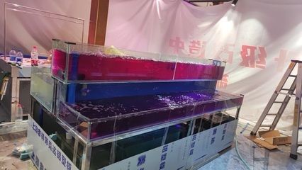 廣州水族批發市場在哪里有賣：廣州水族市場的發展歷程