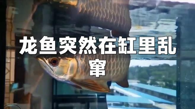 龍魚撞缸后多久能喂食（魚撞缸后多久能喂食） 龍魚撞缸后多久能喂食（魚撞缸后多久能喂食） 龍魚百科 第5張
