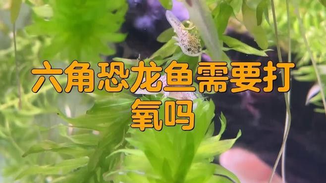 六角恐龍魚不打氧如何保持水質（六角恐龍魚不需要人工充氧嗎）