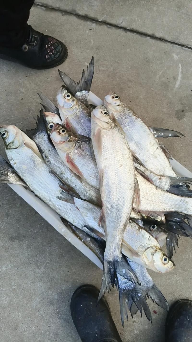 如何判斷白龍魚的品相？（如何判斷白龍魚的品相）
