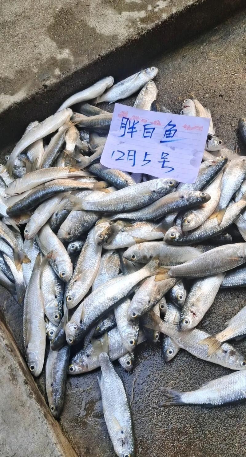 如何判斷白龍魚的品相？（如何判斷白龍魚的品相）