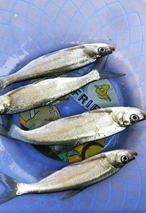 如何判斷白龍魚的品相？（如何判斷白龍魚的品相）