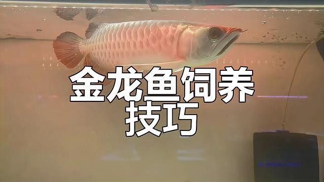 如何檢測(cè)水質(zhì)是否適合金龍魚？（金龍魚水質(zhì)檢測(cè)數(shù)值怎么看這幾個(gè)指標(biāo)正常才是養(yǎng)魚“黃金標(biāo)準(zhǔn)”）