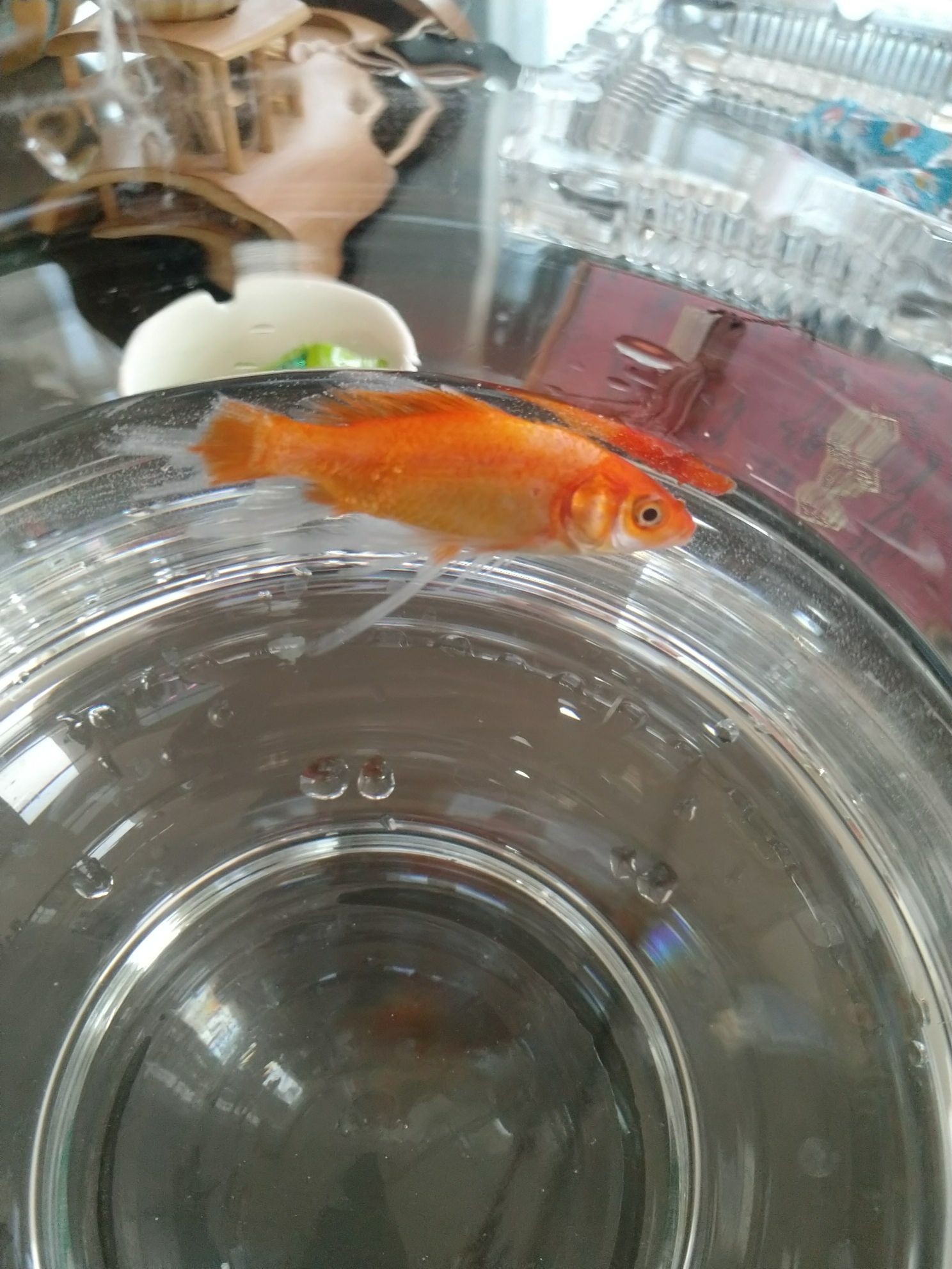 飼料金龍魚炒小金魚(新手養魚,舍不得死!) 觀賞魚百科 第1張 飼料金龍魚炒小金魚(新手養魚,舍不得死!) 飼料金龍魚炒小金魚(新手養魚,舍不得死!) 觀賞魚百科 第1張