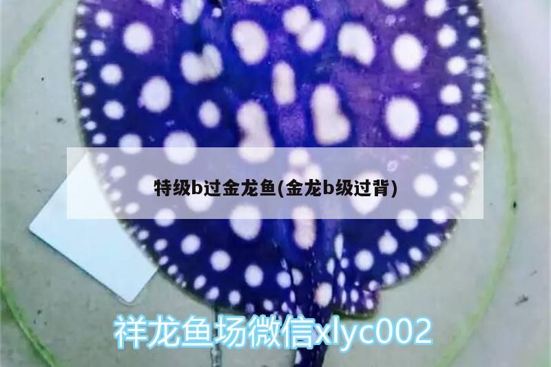 特級b過金龍魚(金龍b級過背)（特級b過金龍魚與金龍b級過背對應的相關信息）