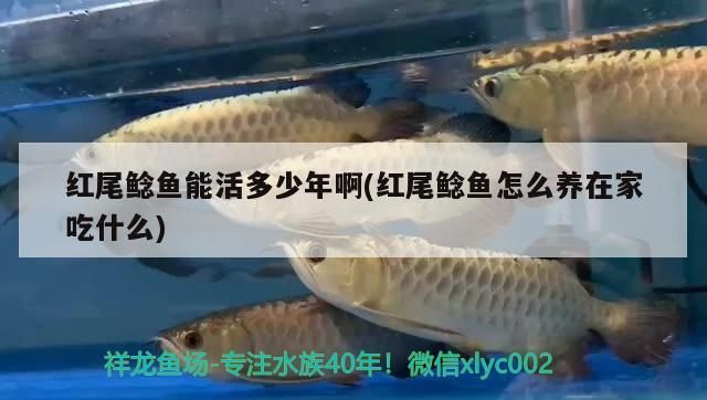紅尾鯰魚能活多少年啊(紅尾鯰魚怎么養在家吃什么)（紅尾鯰魚怎么養在家） 紅尾鯰魚能活多少年啊(紅尾鯰魚怎么養在家吃什么)（紅尾鯰魚怎么養在家） 觀賞魚百科