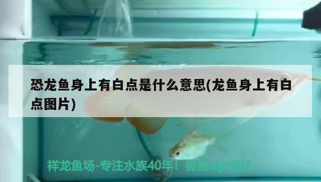 魚缸 恐龍魚身上有白點是什么意思(龍魚身上有白點圖片)(六角恐龍身上有白是什么意思) 觀賞魚百科 恐龍魚身上有白點是什么意思(龍魚身上有白點圖片)(六角恐龍身上有白是什么意思) 恐龍魚身上有白點是什么意思(龍魚身上有白點圖片)(六角恐龍身上有白是什么意思) 觀賞魚百科