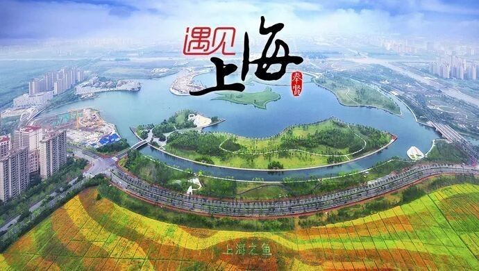 奉賢哪個水族館龍魚好？祥龍魚場龍魚（上海奉賢區哪個水族館的龍魚表現最為出色，奉賢區龍魚場） 奉賢哪個水族館龍魚好？祥龍魚場龍魚（上海奉賢區哪個水族館的龍魚表現最為出色，奉賢區龍魚場） 龍魚百科 第6張