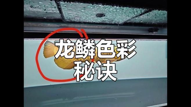 金龍魚珠鱗多久會亮起來？（金龍魚珠鱗的亮起時間與品種、生長階段密切相關規律） 金龍魚珠鱗多久會亮起來？（金龍魚珠鱗的亮起時間與品種、生長階段密切相關規律） 龍魚百科 第6張