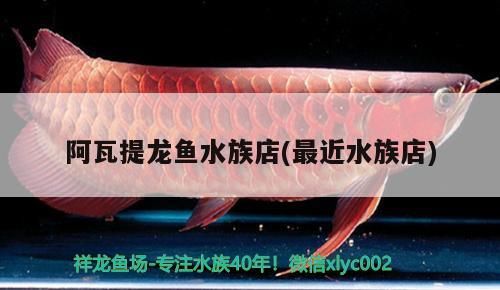 <strong><mark>阿瓦提</mark></strong>龍魚水族店(最近水族店)（哈爾濱哪里可以買到龍魚）