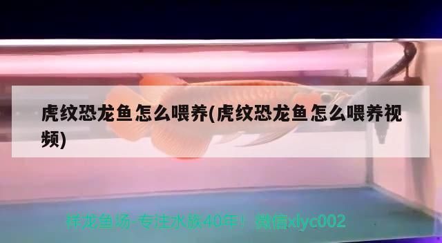 虎紋恐龍魚怎么喂養(yǎng)(虎紋恐龍魚怎么喂養(yǎng)視頻)（虎紋恐龍魚怎么養(yǎng)，）