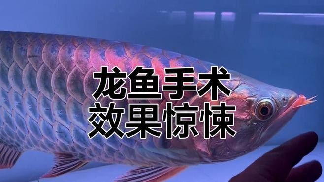 龍魚兜嘴手術(shù)后如何護(hù)理（魚兜嘴手術(shù)后的護(hù)理是確保其快速康復(fù)和避免并發(fā)癥的關(guān)鍵）