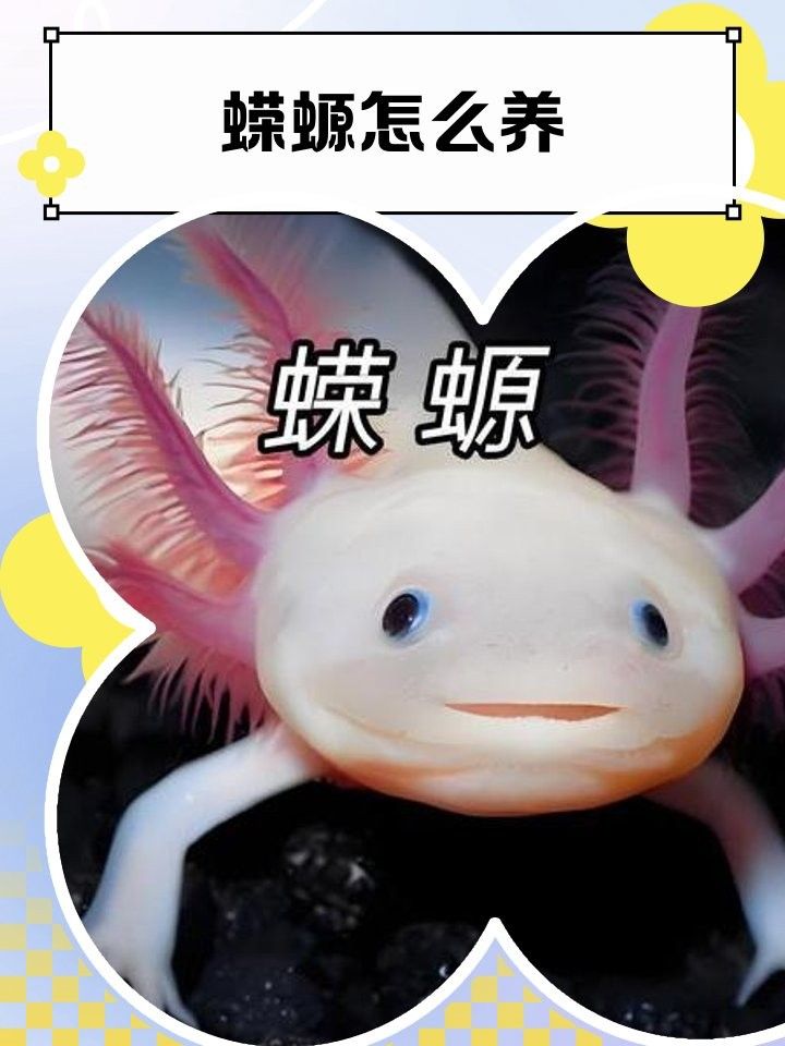 火龍蠑螈多久換一次水？（小火龍蠑螈怎么養(yǎng)佩特汪蠑螈怎么養(yǎng)） 火龍蠑螈多久換一次水？（小火龍蠑螈怎么養(yǎng)佩特汪蠑螈怎么養(yǎng)） 龍魚百科 第5張