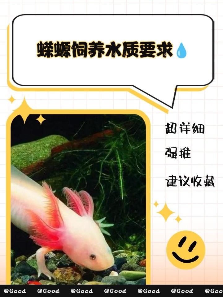火龍蠑螈多久換一次水？（小火龍蠑螈怎么養(yǎng)佩特汪蠑螈怎么養(yǎng)） 火龍蠑螈多久換一次水？（小火龍蠑螈怎么養(yǎng)佩特汪蠑螈怎么養(yǎng)） 龍魚百科 第6張