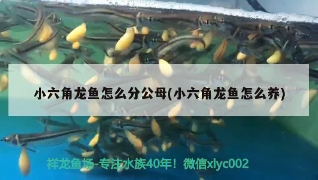 小六角龍魚怎么分公母(小六角龍魚怎么養)（六角龍怎么分公母） 小六角龍魚怎么分公母(小六角龍魚怎么養)（六角龍怎么分公母） 觀賞魚百科