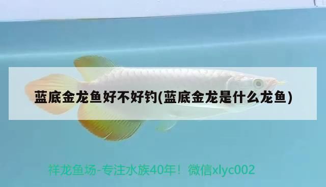 藍底金龍魚好不好釣(藍底金龍是什么龍魚)（藍底金龍魚好不好釣） 藍底金龍魚好不好釣(藍底金龍是什么龍魚)（藍底金龍魚好不好釣） 觀賞魚百科