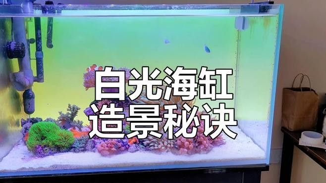 如何調整魚缸燈光以配合黑色背景（魚缸燈光如何配合黑色背景？）