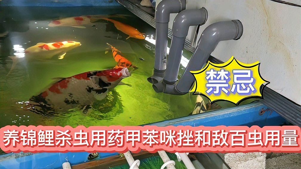 敵百蟲對哪些魚是安全的？（敵百蟲在水產養殖中有哪些危害？）