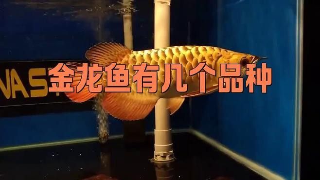 金龍魚標簽設計有哪些版本（金龍魚標簽設計版本多樣）
