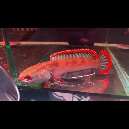 哪些平臺可以購買到雷龍魚（購買雷龍魚的主要平臺） 哪些平臺可以購買到雷龍魚（購買雷龍魚的主要平臺） 龍魚百科 第9張