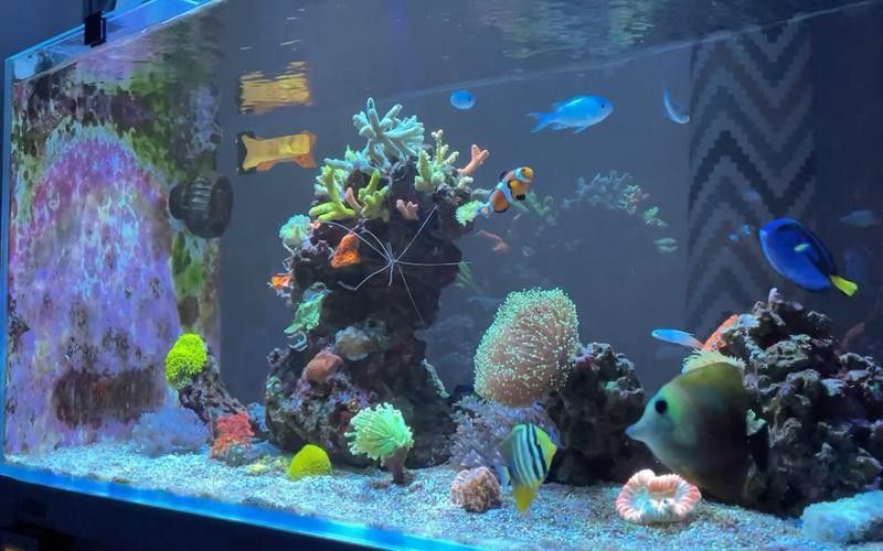 如何避免海水魚缸水質惡化？（妙本哈里海缸大神:海水魚缸水質惡化有效預防海水魚缸水質惡化） 如何避免海水魚缸水質惡化？（妙本哈里海缸大神:海水魚缸水質惡化有效預防海水魚缸水質惡化） 龍魚百科 第13張