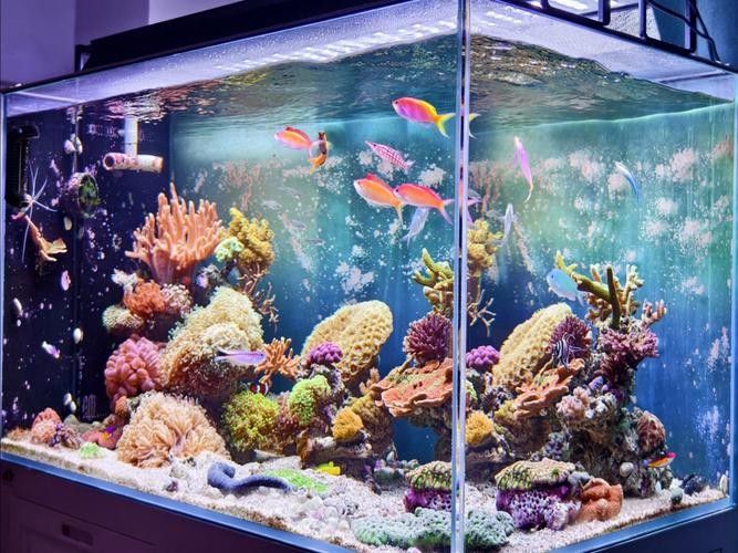 如何避免海水魚缸水質惡化？（妙本哈里海缸大神:海水魚缸水質惡化有效預防海水魚缸水質惡化） 如何避免海水魚缸水質惡化？（妙本哈里海缸大神:海水魚缸水質惡化有效預防海水魚缸水質惡化） 龍魚百科 第14張