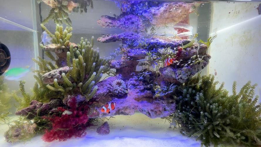 如何避免海水魚缸水質惡化？（妙本哈里海缸大神:海水魚缸水質惡化有效預防海水魚缸水質惡化） 如何避免海水魚缸水質惡化？（妙本哈里海缸大神:海水魚缸水質惡化有效預防海水魚缸水質惡化） 龍魚百科 第15張