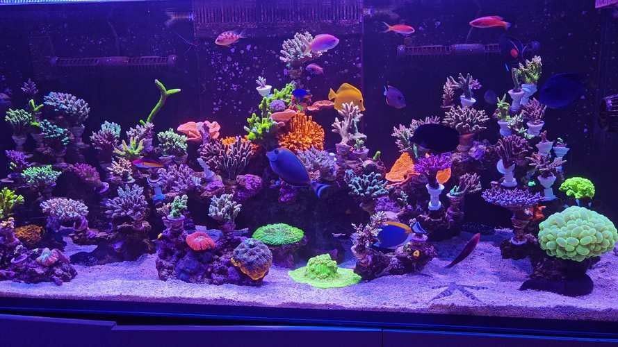 如何避免海水魚缸水質惡化？（妙本哈里海缸大神:海水魚缸水質惡化有效預防海水魚缸水質惡化） 如何避免海水魚缸水質惡化？（妙本哈里海缸大神:海水魚缸水質惡化有效預防海水魚缸水質惡化） 龍魚百科 第11張