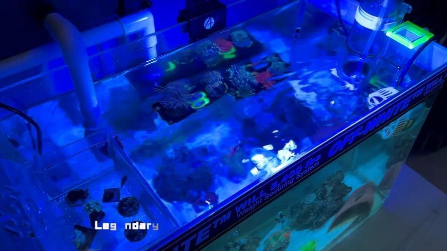 如何避免海水魚缸水質惡化？（妙本哈里海缸大神:海水魚缸水質惡化有效預防海水魚缸水質惡化） 如何避免海水魚缸水質惡化？（妙本哈里海缸大神:海水魚缸水質惡化有效預防海水魚缸水質惡化） 龍魚百科 第12張