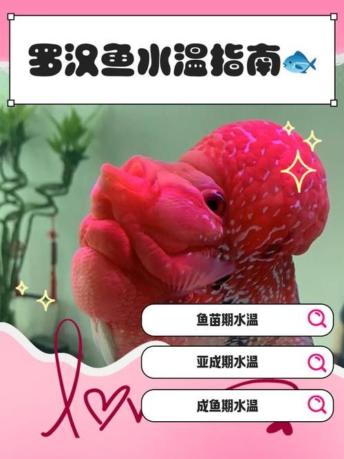 如何為龍魚和羅漢魚提供足夠的食物？（養(yǎng)龍必看養(yǎng)魚小藝，羅漢魚的喂養(yǎng)與環(huán)境管理全攻略）