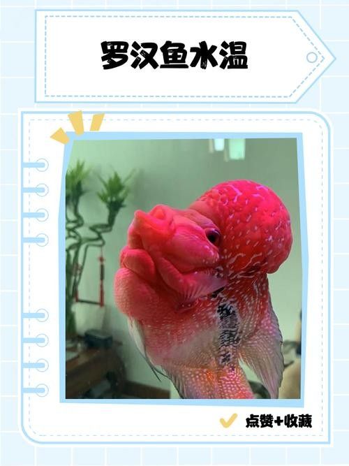 如何為龍魚和羅漢魚提供足夠的食物？（養(yǎng)龍必看養(yǎng)魚小藝，羅漢魚的喂養(yǎng)與環(huán)境管理全攻略）