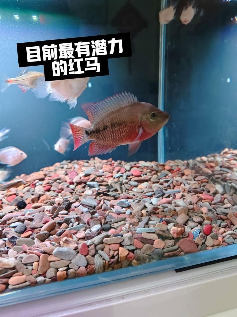 如何為龍魚和羅漢魚提供足夠的食物？（養(yǎng)龍必看養(yǎng)魚小藝，羅漢魚的喂養(yǎng)與環(huán)境管理全攻略）