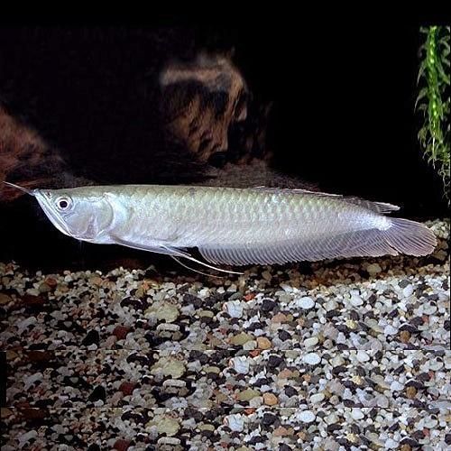 最貴的錦鯉魚圖片:十大頂級(jí)龍魚排名（世界上最貴的錦鯉魚排行榜：血紅龍、橘紅龍、橘紅龍） 最貴的錦鯉魚圖片:十大頂級(jí)龍魚排名（世界上最貴的錦鯉魚排行榜：血紅龍、橘紅龍、橘紅龍） 觀賞魚百科