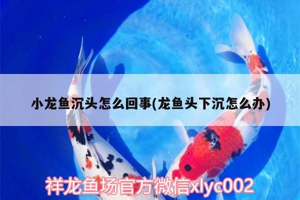 魚缸用增氧泵價格是多少:魚缸增氧機-xtrac增氧機-xtrac增氧機 小龍魚沉頭怎么回事(龍魚頭下沉怎么辦)(小龍魚頭下沉怎么回事(龍魚頭下沉怎么回事) 觀賞魚百科 小龍魚沉頭怎么回事(龍魚頭下沉怎么辦)(小龍魚頭下沉怎么回事(龍魚頭下沉怎么回事) 小龍魚沉頭怎么回事(龍魚頭下沉怎么辦)(小龍魚頭下沉怎么回事(龍魚頭下沉怎么回事) 觀賞魚百科