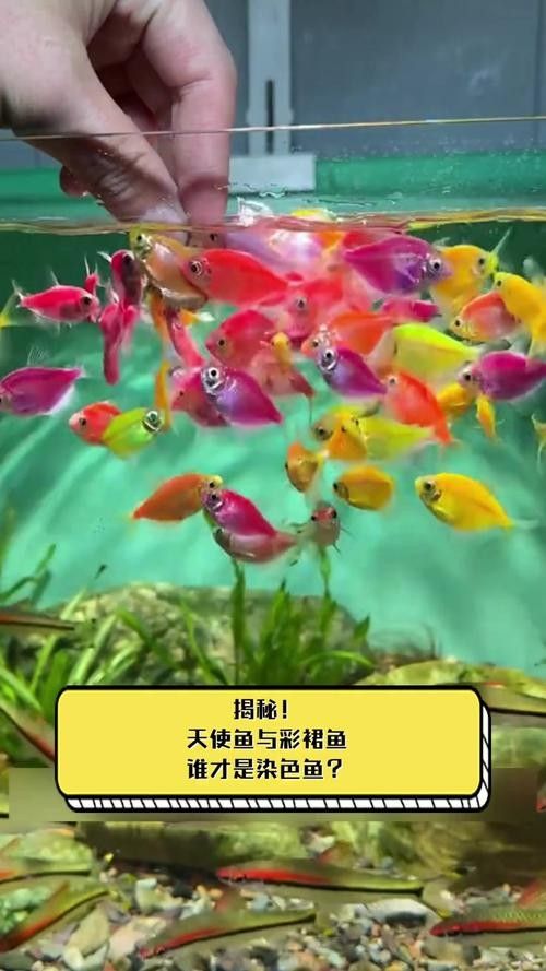 如何區分天然紅龍魚和染色魚(如何區分天然紅龍魚和染色魚對于養魚愛好者來說至關重要) 龍魚百科 第4張 如何區分天然紅龍魚和染色魚(如何區分天然紅龍魚和染色魚對于養魚愛好者來說至關重要) 如何區分天然紅龍魚和染色魚(如何區分天然紅龍魚和染色魚對于養魚愛好者來說至關重要) 龍魚百科 第4張