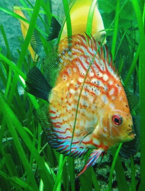如何區分天然紅龍魚和染色魚(如何區分天然紅龍魚和染色魚對于養魚愛好者來說至關重要) 龍魚百科 第3張 如何區分天然紅龍魚和染色魚(如何區分天然紅龍魚和染色魚對于養魚愛好者來說至關重要) 如何區分天然紅龍魚和染色魚(如何區分天然紅龍魚和染色魚對于養魚愛好者來說至關重要) 龍魚百科 第3張
