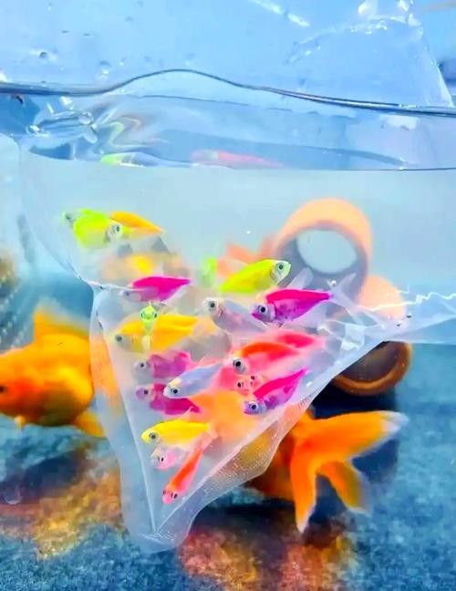 如何區分天然紅龍魚和染色魚(如何區分天然紅龍魚和染色魚對于養魚愛好者來說至關重要) 龍魚百科 第2張 如何區分天然紅龍魚和染色魚(如何區分天然紅龍魚和染色魚對于養魚愛好者來說至關重要) 如何區分天然紅龍魚和染色魚(如何區分天然紅龍魚和染色魚對于養魚愛好者來說至關重要) 龍魚百科 第2張