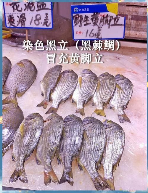 如何區分天然紅龍魚和染色魚(如何區分天然紅龍魚和染色魚對于養魚愛好者來說至關重要) 龍魚百科 第5張 如何區分天然紅龍魚和染色魚(如何區分天然紅龍魚和染色魚對于養魚愛好者來說至關重要) 如何區分天然紅龍魚和染色魚(如何區分天然紅龍魚和染色魚對于養魚愛好者來說至關重要) 龍魚百科 第5張